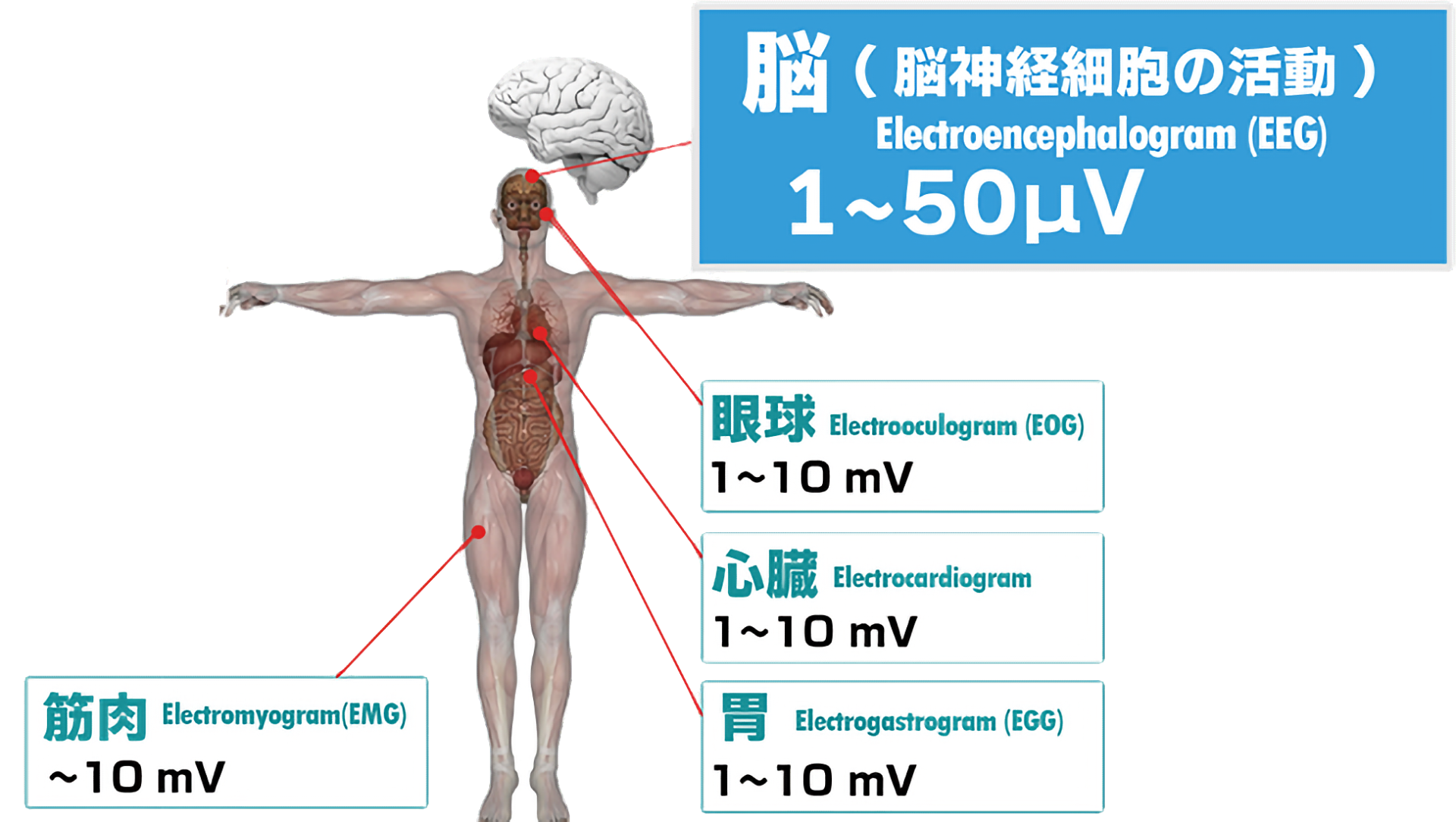 脳波と筋電